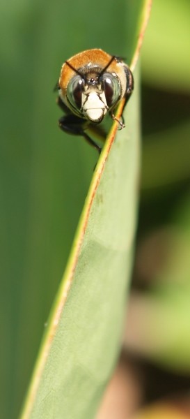 ABEJA REINA