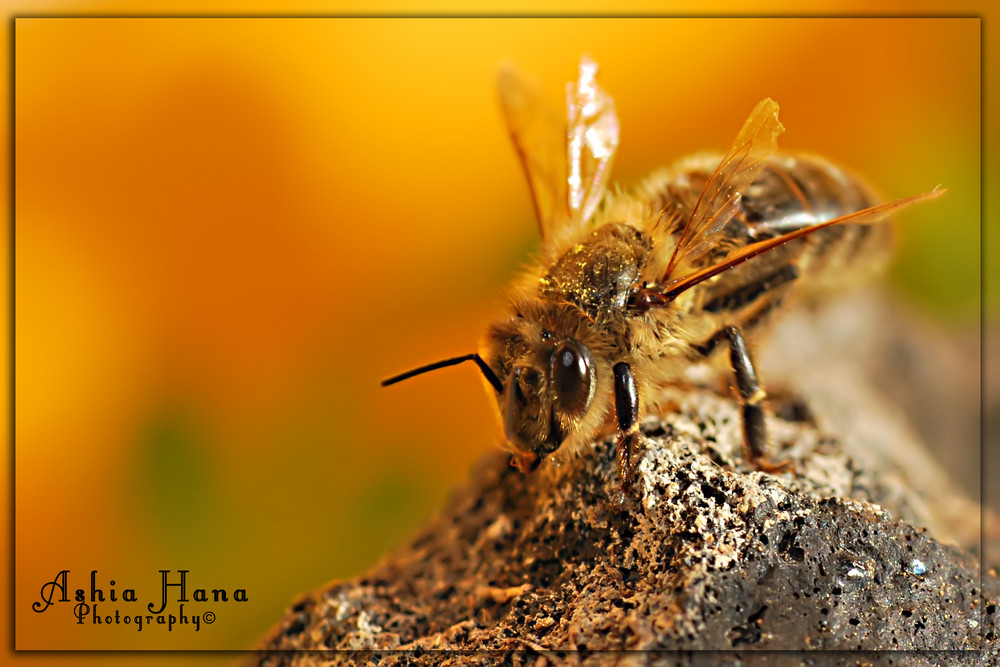 Abeja secándose al sol