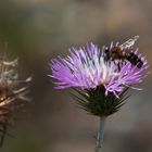 abeja sobre cardo.