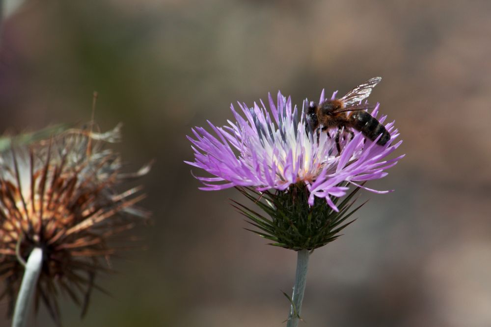 abeja sobre cardo.