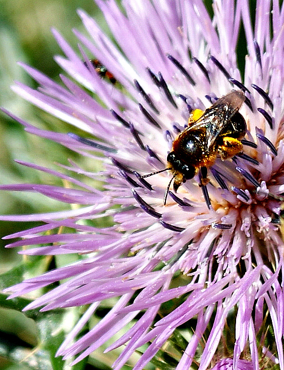 Abeja sobre flor de Cardo