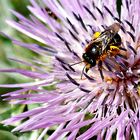 Abeja sobre flor de Cardo