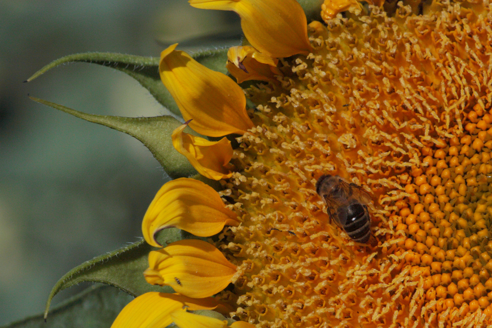 abeja sobre girasol