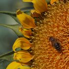 abeja sobre girasol