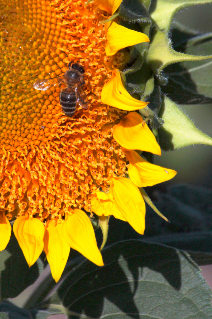 abeja sobre girasol.