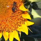 abeja sobre girasol.