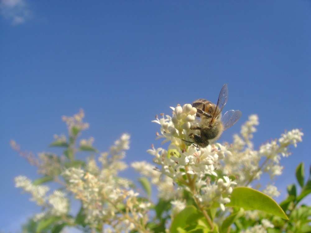 abeja sobre libustro