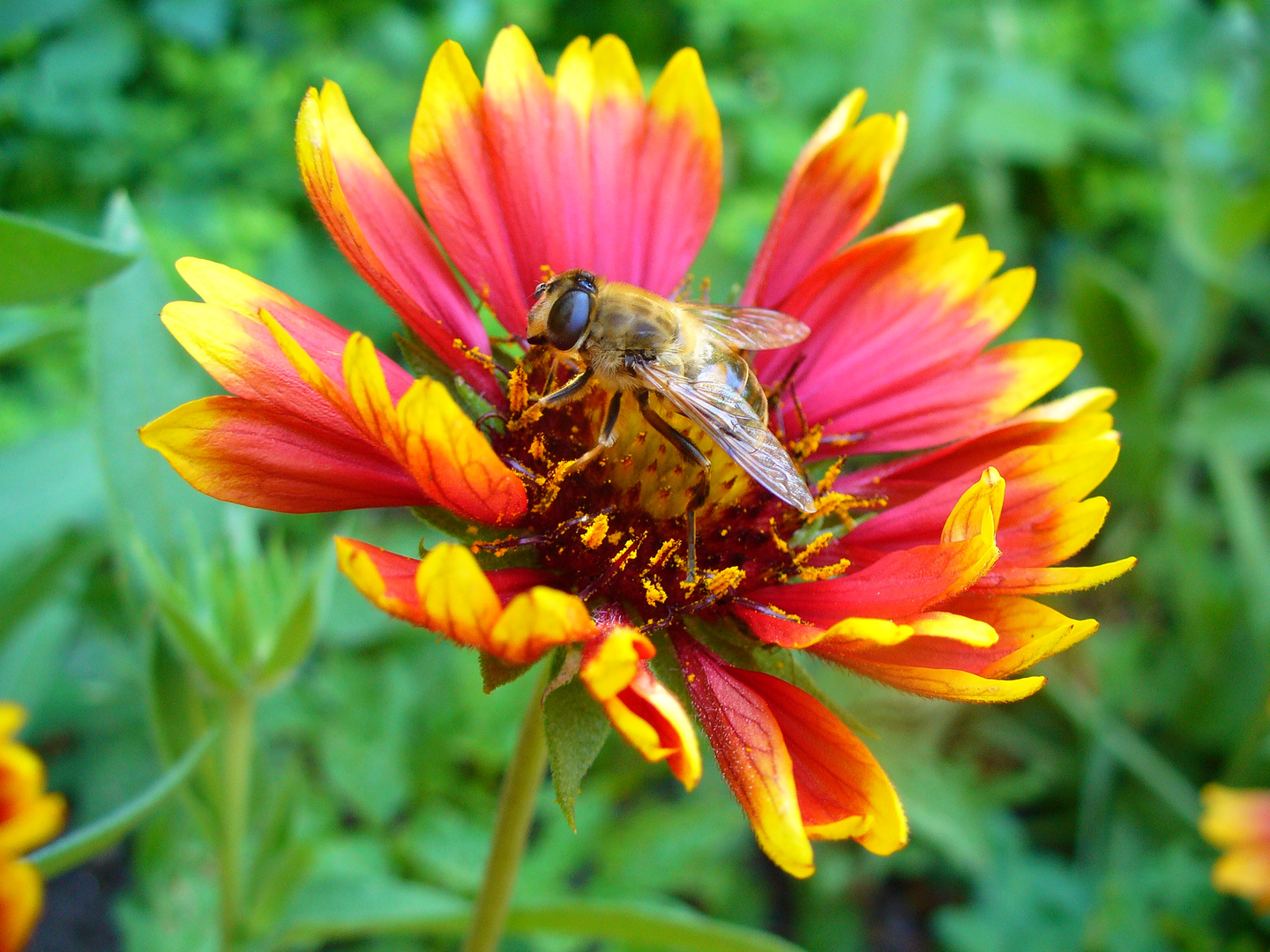 Abeja Solar