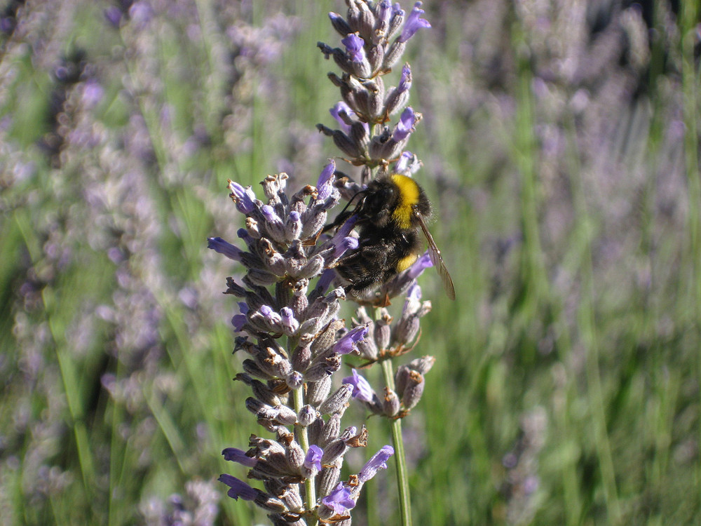 abeja, trabajadora