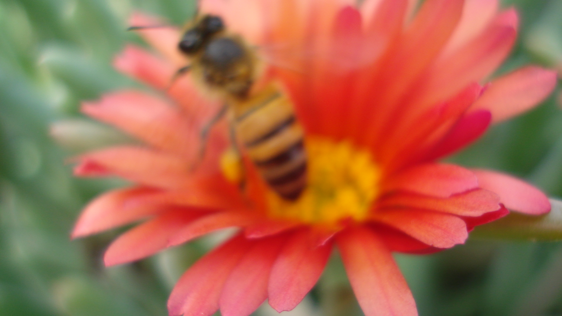 abeja trabajando