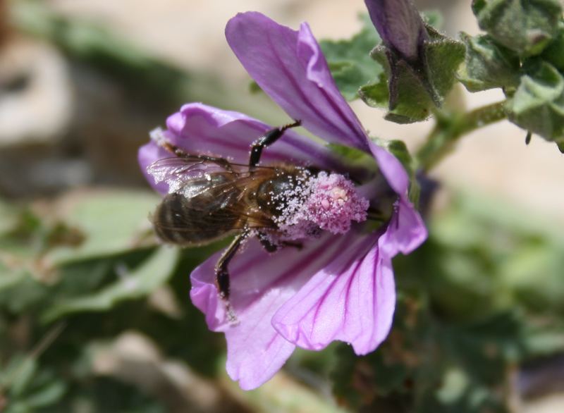 Abeja Tragona