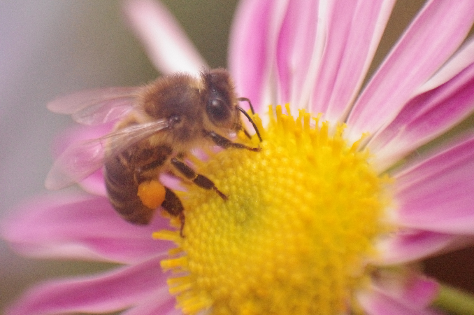 Abeja y flor...