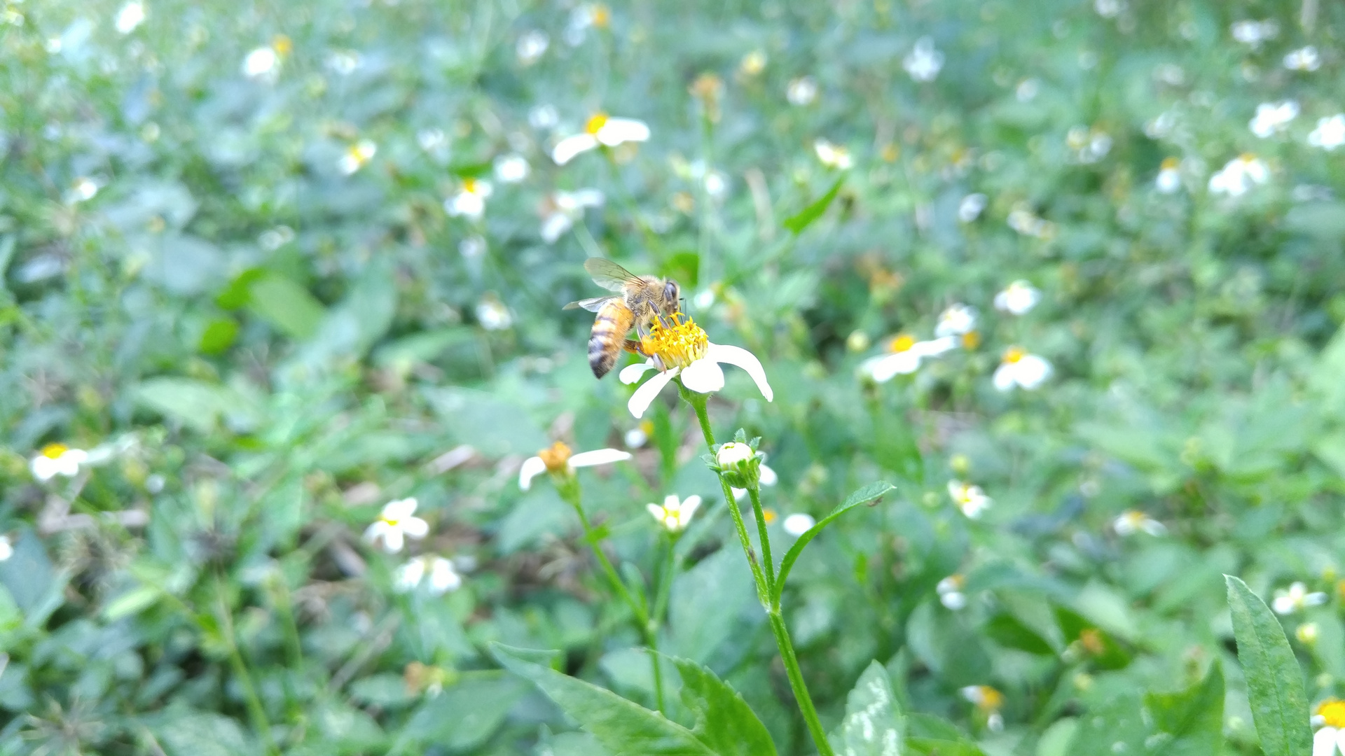 Abeja y flor