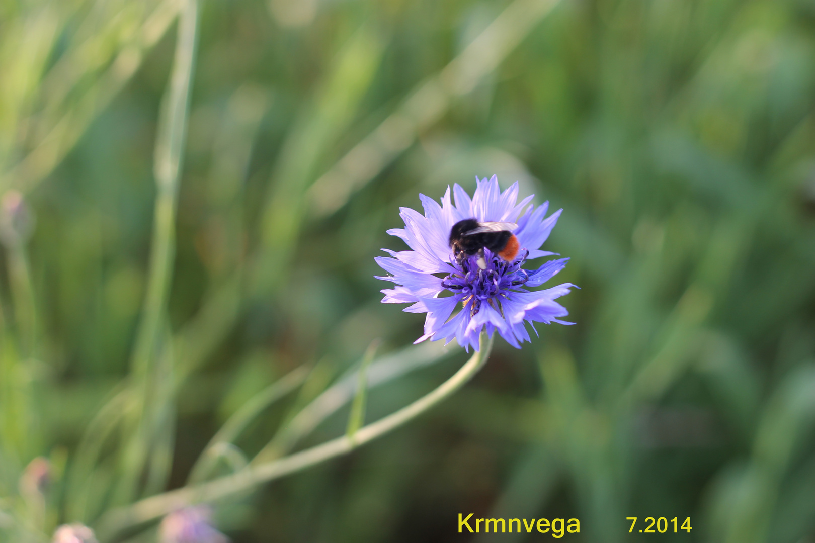 abeja y flor, unidos....