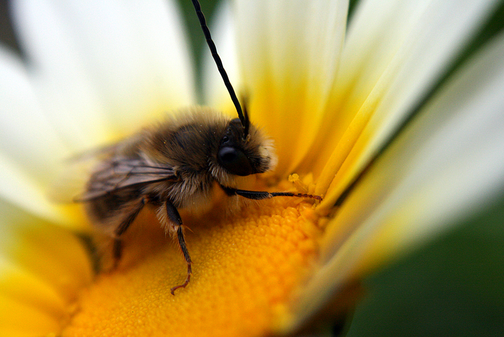 abeja_primaveraMenorca