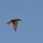 Abejaruco en vuelo