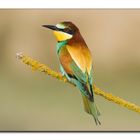 Abejaruco (Merops apiaster) 2012-I