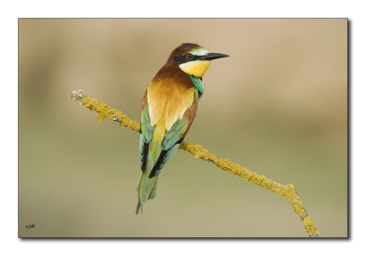 Abejaruco (Merops apiaster) 2012-II