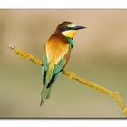 Abejaruco (Merops apiaster) 2012-II