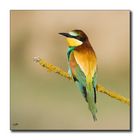 Abejaruco (Merops apiaster) 2012-III