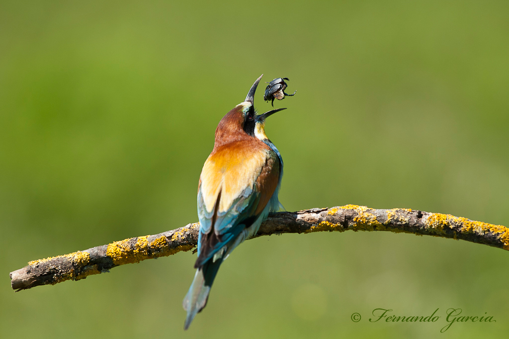 abejaruco (merops apiaster )