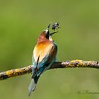 abejaruco (merops apiaster )