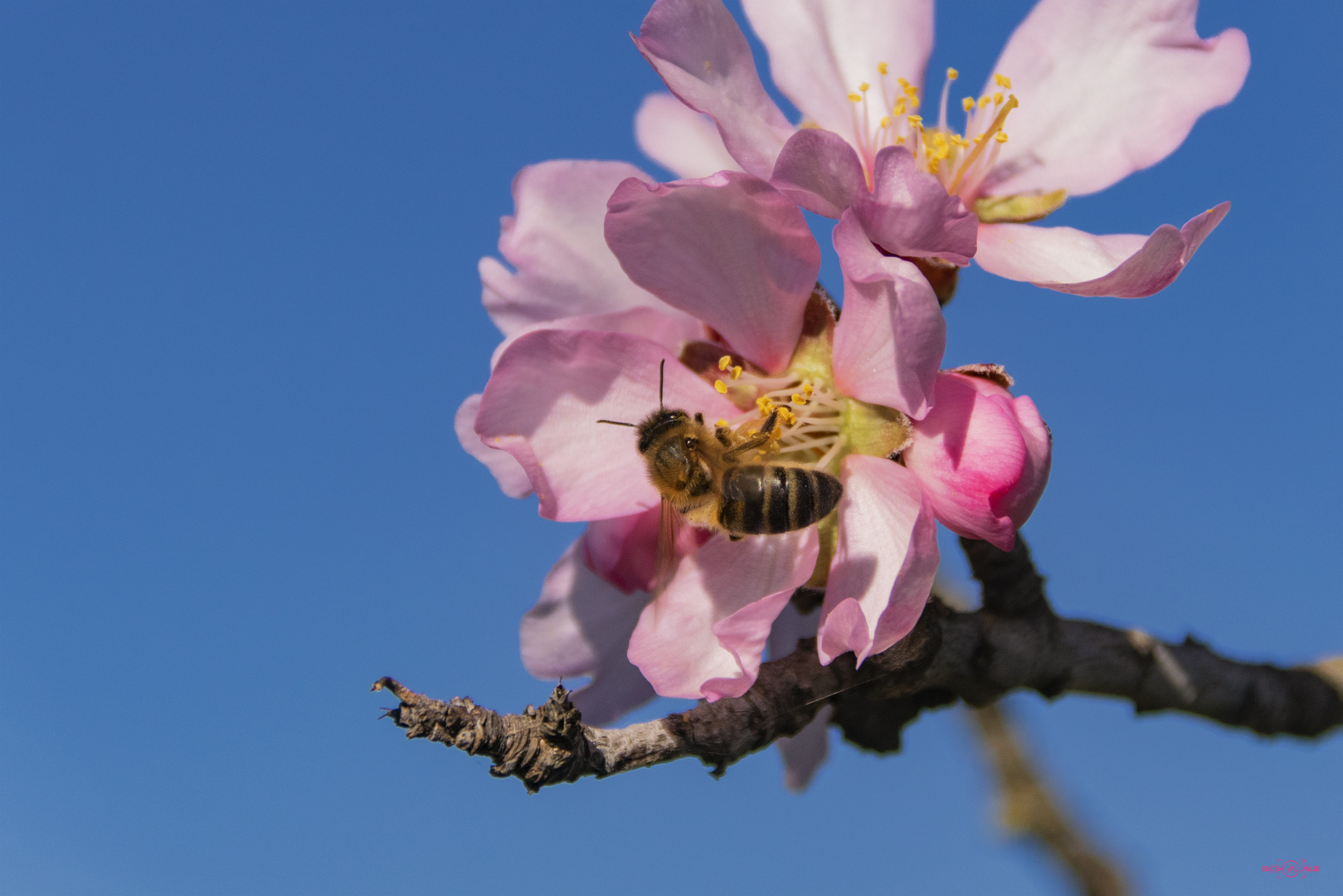 Abejas