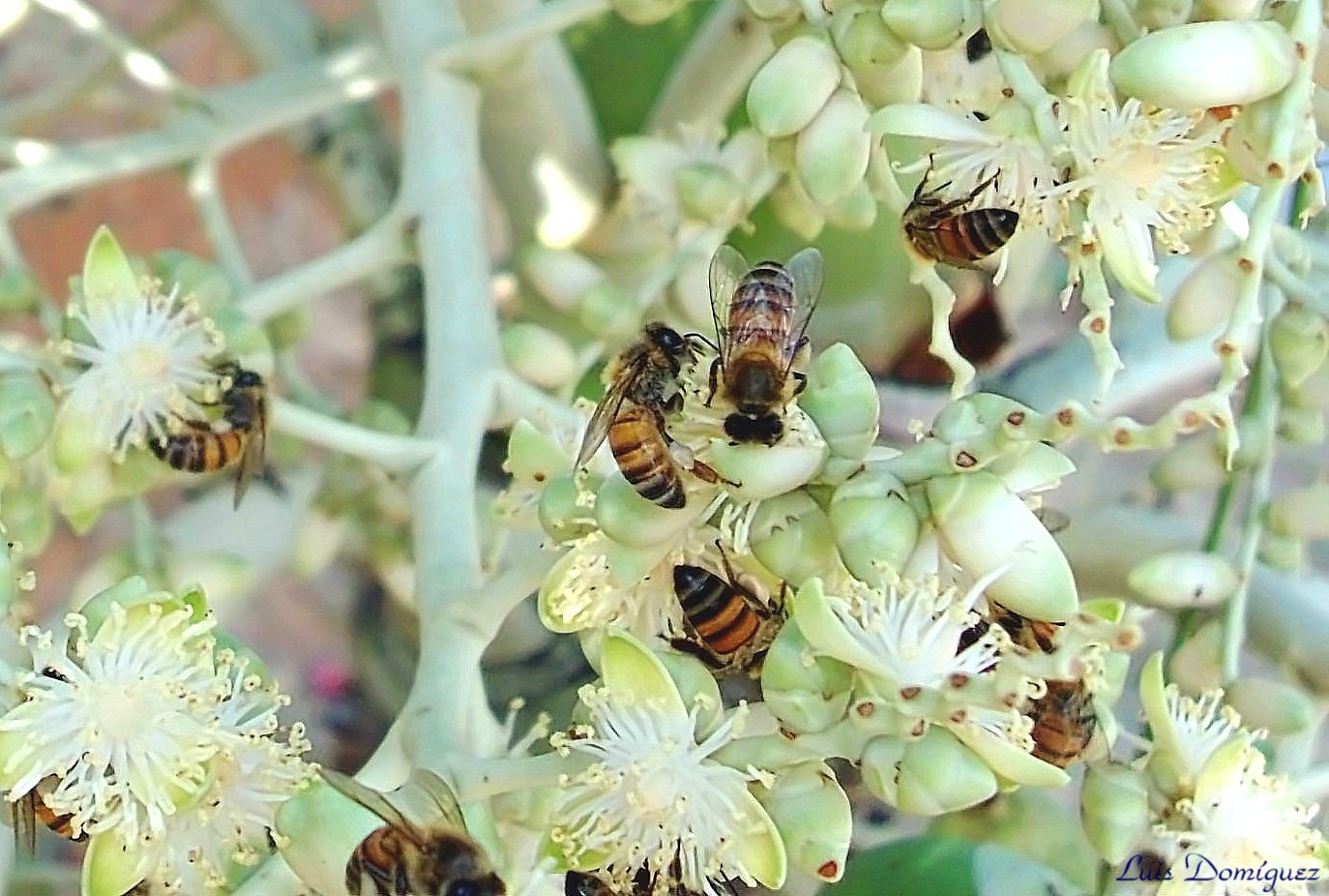 Abejas