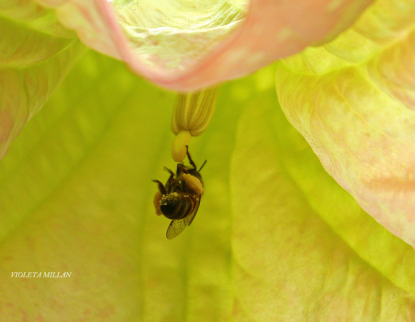 ABEJAS ACROBATAS