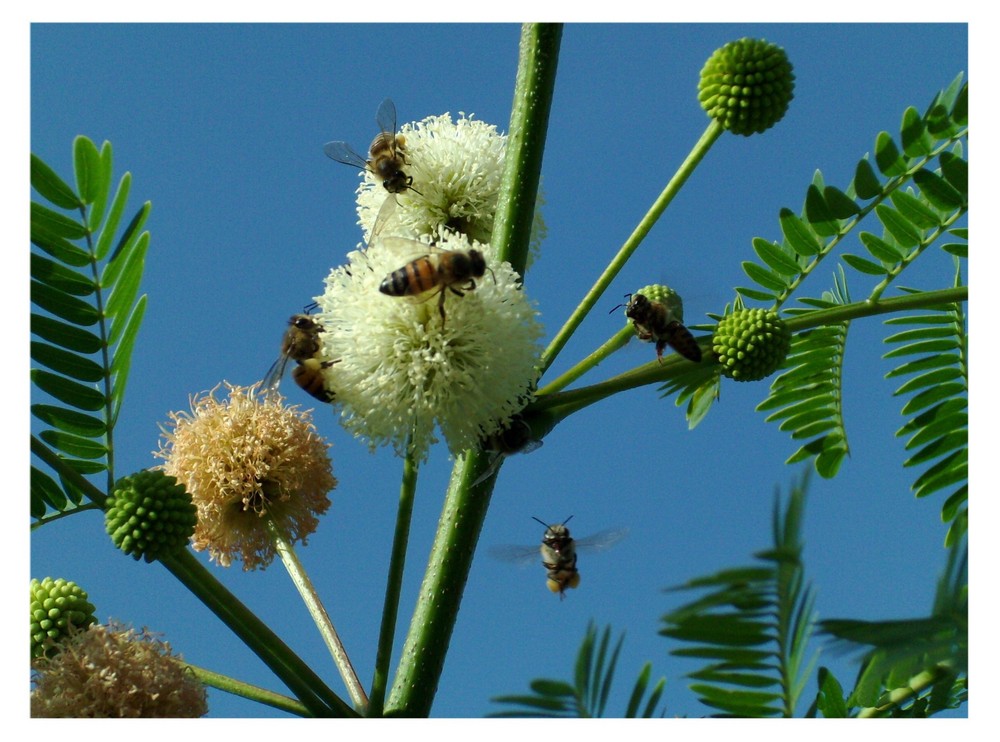 Abejas cargando polen