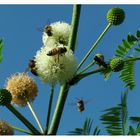 Abejas cargando polen