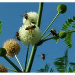 Abejas cargando polen