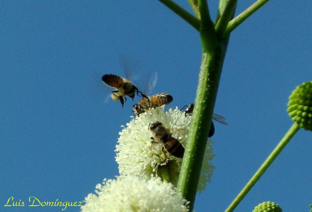 Abejas cargando polen I