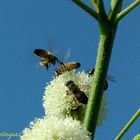 Abejas cargando polen I