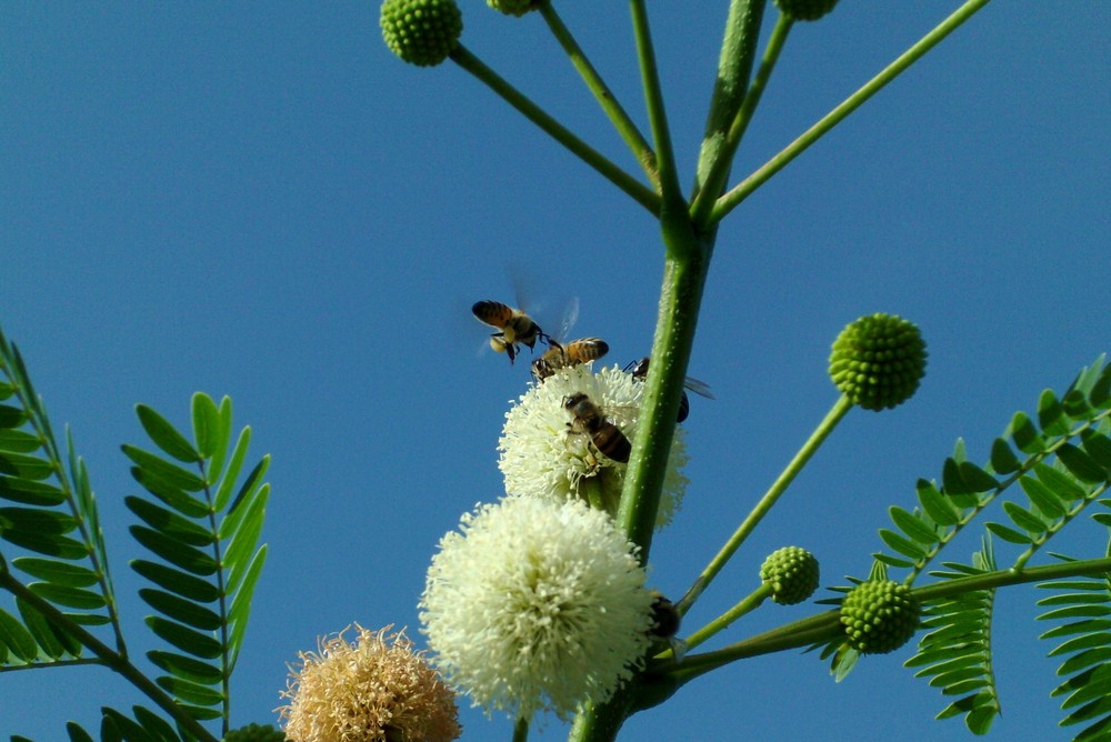 Abejas con su carga de polen en sus patas