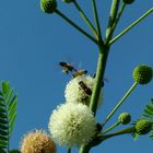 Abejas con su carga de polen en sus patas