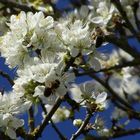 Abejas en flor del tilo