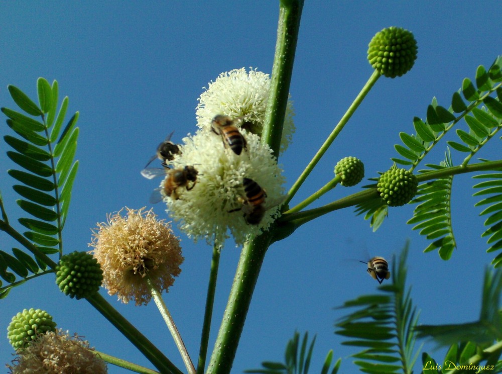 Abejas obreras