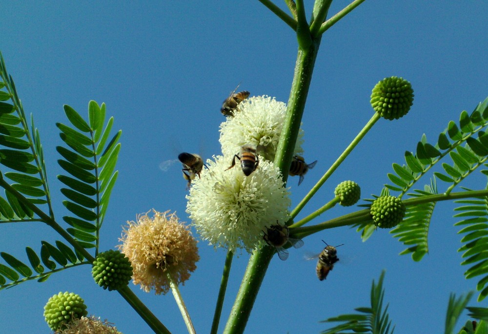 Abejas polinizando