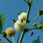 Abejas polinizando