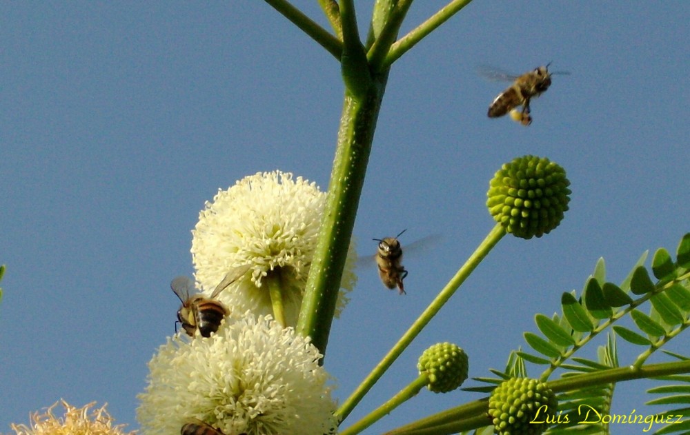 Abejas recolectando polen