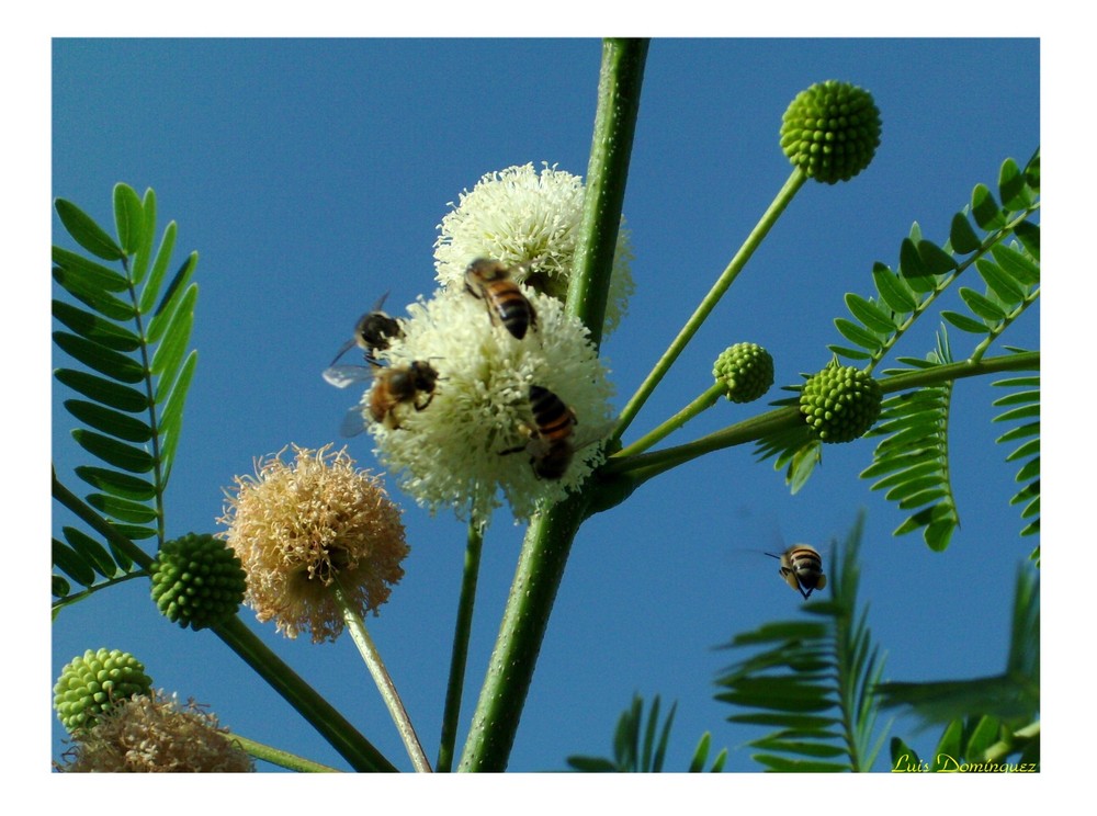 Abejas recolectando polen