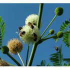 Abejas recolectando polen