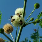 Abejas recolectando polen