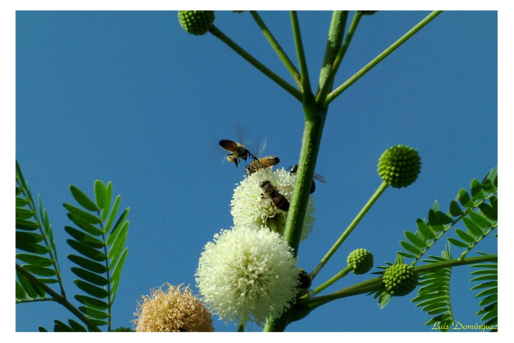 Abejas recolectando polen I I