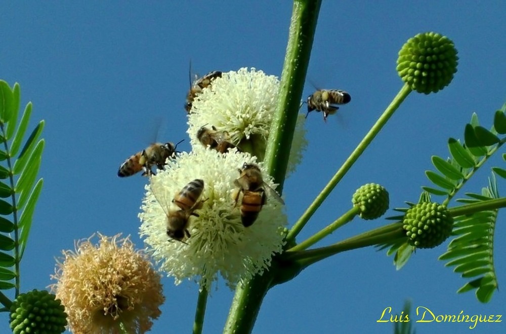 Abejas recolectando polen II