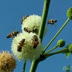 Abejas recolectando polen II