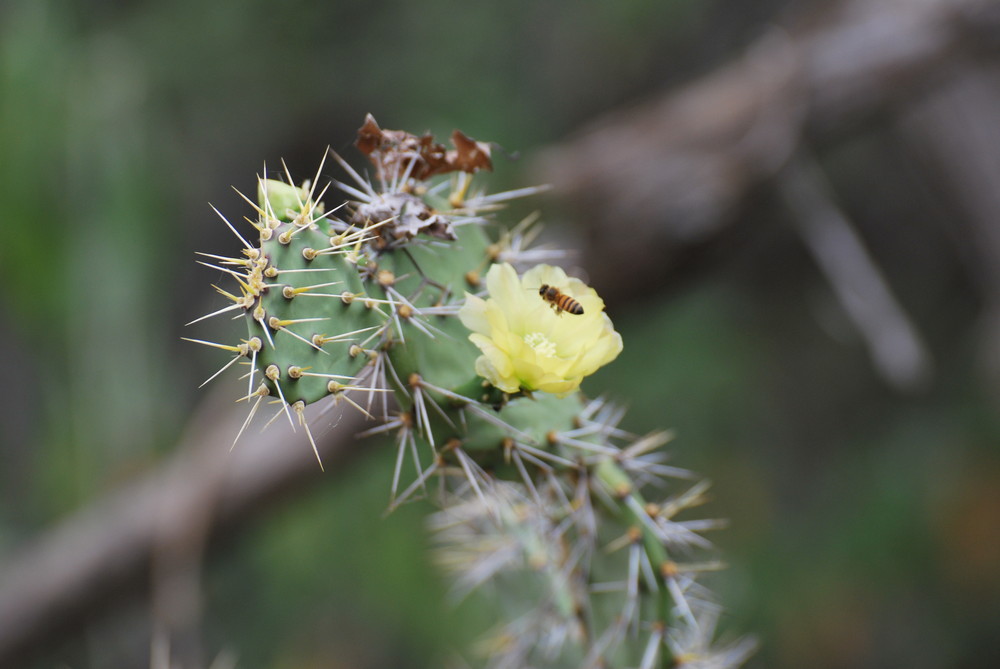 abejas siempre ocupadas