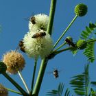 Abejas viajando de flor en flor