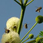 Abejas viajando de flor en flor